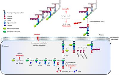 Use of Cell Envelope Targeting Antibiotics and Antimicrobial Agents as a Powerful Tool to Select for Lactic Acid Bacteria Strains With Improved Texturizing Ability in Milk Fermentations